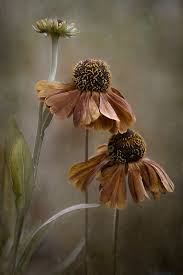 Aesthetically Pleasing Bloem Fotografie Bloemen Foto S Bloemen