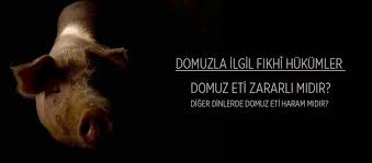 Muslumana Haram Kilinan Tek Hayvan Hangisidir Domuz Eti Zararli Midir Domuz Necis Midir Fikriyat Gazetesi