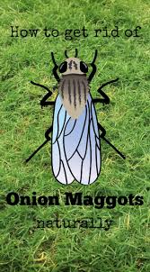 This is the most comprehensive list of pest control tips and information on the web. Pin On Natural Insect Pest Control