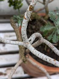 Image result for Euryops subcarnosus