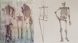 From the anatomical literature and drawings collection. Human Body Skeleton Anatomy Master Class Youtube