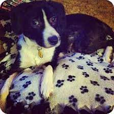 China Mi Border Collie Mix Meet Ollie A Dog For Adoption Border Collie Mix Border Collie Collie