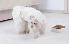 How not drinking enough water impacts your eyes. What To Do When Your Dog Won T Eat Lovetoknow