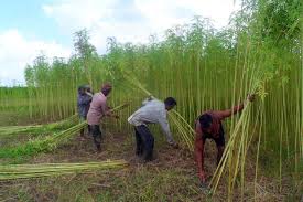 দেশের সংবাদ l Deshersangbad.com » মধুমতি ও ...