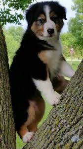 Black Australian Shepherd Puppy Black Tri Female Australian Shepherd Pup Australian Shepherd Aussie Dogs Animals