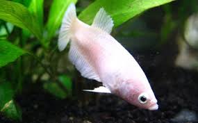 Fish pictured here are representative only. Betta Fish Female Pictures Vang Bettas