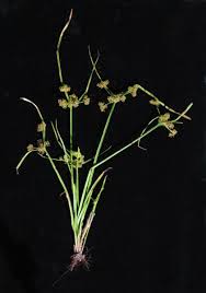 Image result for Cyperus difformis