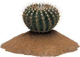 Cactus Png Image Cactus Png Images Png