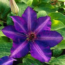 Image result for Clematis pulchra
