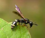 I saw a slender body black wasp? Wasp Hornets Sawflies Photo Gallery By Bev Wigney At Pbase Com