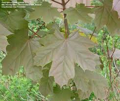 The norway maple tree or acer plantanoides is known for its hardiness, its ability to thrive in different growing zones. Plantfiles Pictures European Maple Norway Maple Deborah Acer Platanoides By Todd Boland