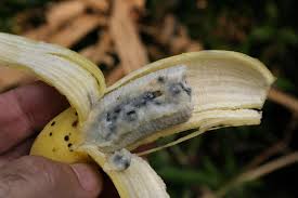 Image result for Musa acuminata
