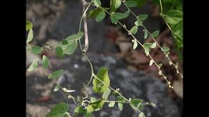 Image result for Cocculus hirsutus