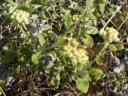 Image result for Helichrysum panduratum