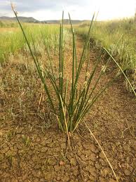 Image result for Schoenoplectus muricinux