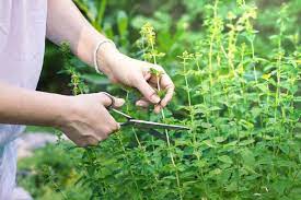 grow an apothecary garden flowers and herbs for healing in 2021 herbs healing herbs medicinal plants