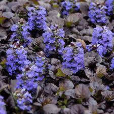This dark purple dye makes a. Photo Essay Extremely Attractive Foliage Perennial Resource