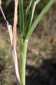 Image result for Aristida stenostachya