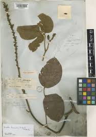 Image result for Macropsychanthus