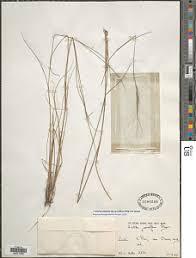 Image result for Aristida stipitata