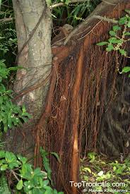 Image result for Ficus virens