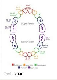 Dental Schoolin Baby Teething Schedule Teething Chart