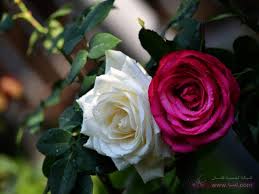 احمر فابيض او اي لون و لو حد مزعل مراتو بيروح يصلحة بى بوكية و رد رائع و احنا بنفرح بالالون الطبيعية علي. 2