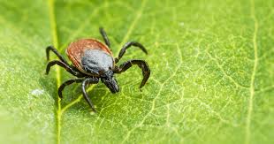 Protect Yourself From Lyme Disease Get Healthy Stay Healthy