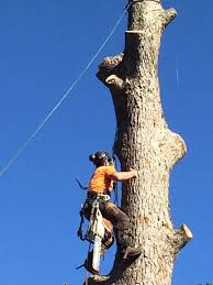Have you ever seen a tree leaning on a house? Affordable Tree Services Northern Beaches Tree Cutting Felling Removal Services Homeimprovement2day