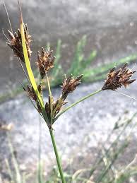 Image result for Fimbristylis dichotoma