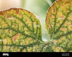 Image result for spider mites on cucumbers