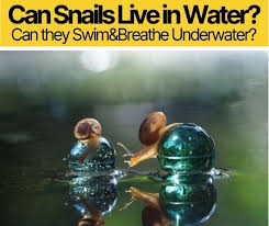 Actually here in the tropics. Do Snails Live In Water Can They Swim Breathe Underwater