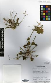 Image result for Commicarpus helenae