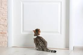 Cats make other cats aware of their presence with their scratches. Why Do Cats Meow At Walls Is It Normal Faqcats Com