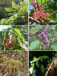 Image result for Scepocarpus hypselodendron