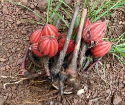 Image result for Aframomum mala