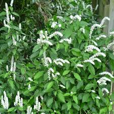 Image result for Justicia australis