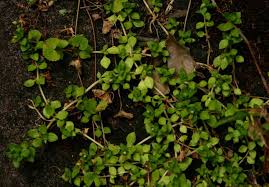 Image result for Crassula alsinoides