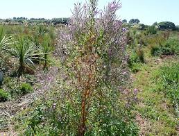 Image result for Epilobium hirsutum