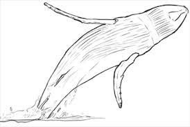 Delfine Und Wale Zeichnen Lernen Schritt Fur Schritt