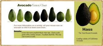 avocado variety chart avocado varieties avocado avocado