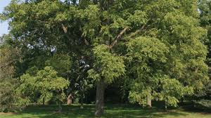 Maybe you would like to learn more about one of these? Many Plants Die When Grown Near Black Walnut Trees These Are The Ones That Survive Chicago Tribune