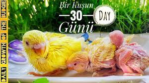 muhabbet kusu tirnagi ve gagasi nasil kesilir detayli anlatim youtube