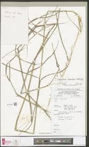 Image result for Sorghastrum incompletum