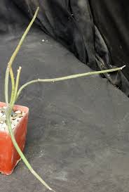 Image result for Cissus humbertii