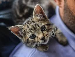 This is one question that keeps the owners of the cats bothering now and then. 16 Facts About Can Cats Eat Raspberries You Should Not Miss It