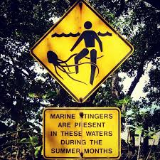 Some Species Of Box Jellyfish Produce Extremely Potent Venom Chironex Fleckeri Carukia Barnesi And Malo Kingi Stings From These And Australia Stinger Signs