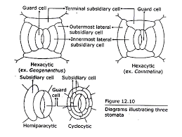 Image result for Stomatanthes sp.no.1