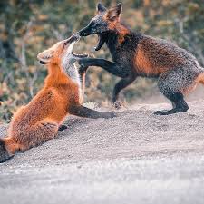 Black And Orange Fox Species Guy Earns The Trust Of A Black And Orange Fox Shares 20 Stunning Pics In 2020 Animals Beautiful Cute Animals Animal Pictures