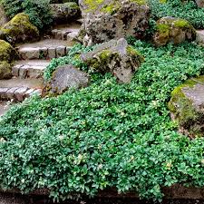 Check spelling or type a new query. Potted Pachysandra Plants On Sale In Ireland Buy At Best Prices
